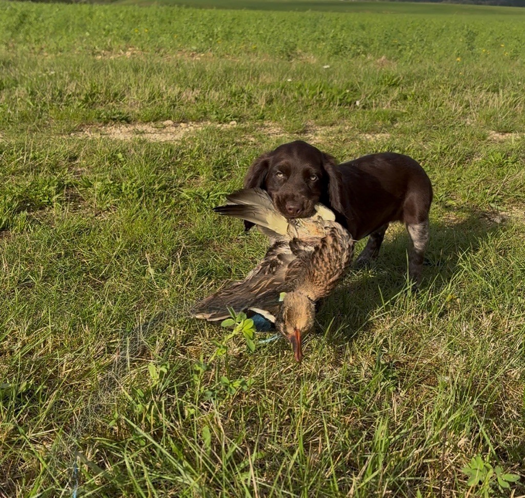 Astra De La Graverotte